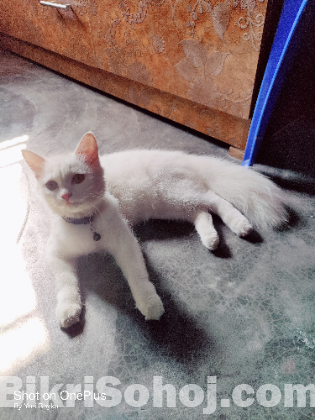 White Female Cat
